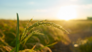 Close-up of a golden ear of wheat, symbolizing the recovery of agricultural ICT and farm performance.